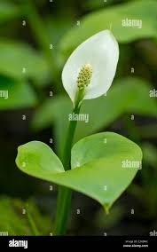 Attēlu rezultāti vaicājumam “Calla palustris flower”