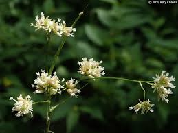 Attēlu rezultāti vaicājumam “Luzula luzuloides leaf”