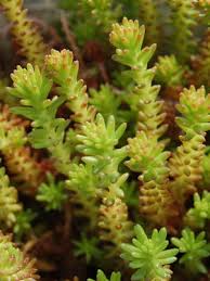 Image result for Sedum acre