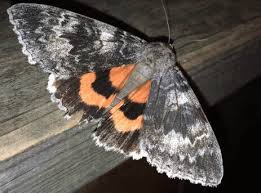 Attēlu rezultāti vaicājumam “Catocala pacta”