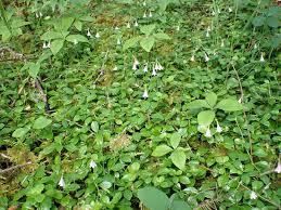 Attēlu rezultāti vaicājumam “Linnaea borealis leaf”