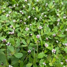 Attēlu rezultāti vaicājumam “Fruticola fruticum”