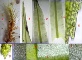 Attēlu rezultāti vaicājumam “Encalypta streptocarpa sporophyte”
