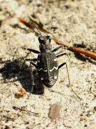 Attēlu rezultāti vaicājumam “Cicindela sylvatica”