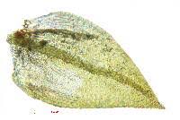 Attēlu rezultāti vaicājumam “Eurhynchiastrum pulchellum”