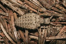 Attēlu rezultāti vaicājumam “Myrmeleontidae imago”