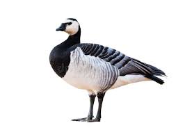 Attēlu rezultāti vaicājumam “Branta leucopsis adult”