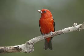 Image result for Piranga olivacea