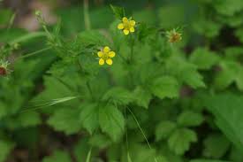 Image result for Geum urbanum