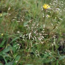 Attēlu rezultāti vaicājumam “Deschampsia flexuosa”