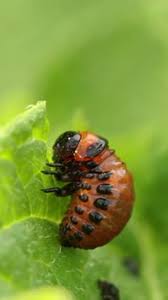 Attēlu rezultāti vaicājumam “Leptinotarsa decemlineata”