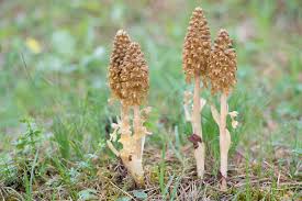 Attēlu rezultāti vaicājumam “Neottia nidus-avis bud”