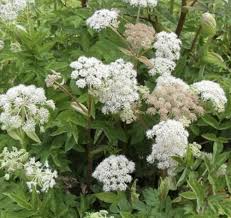 Attēlu rezultāti vaicājumam “Angelica sylvestris flower”
