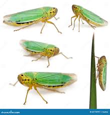 Attēlu rezultāti vaicājumam “Cicadella viridis”