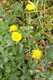 Image result for Chrysanthemum segetum