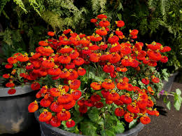 Image result for Calceolaria