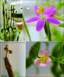 Attēlu rezultāti vaicājumam “Centaurium erythraea bud”