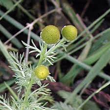Attēlu rezultāti vaicājumam “Matricaria discoidea flower”