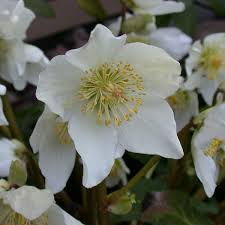 Attēlu rezultāti vaicājumam “Helleborus niger flower”