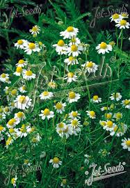 Image result for Matricaria recutita (chamomilla)