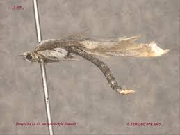 Attēlu rezultāti vaicājumam “Platyptilia sp.”