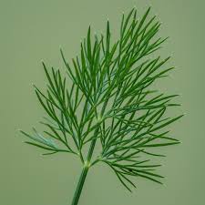 Attēlu rezultāti vaicājumam “Anethum graveolens leaf”