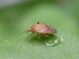 Attēlu rezultāti vaicājumam “Psallus sp.”