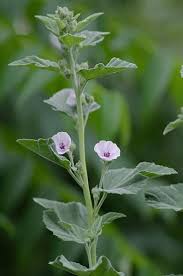 Attēlu rezultāti vaicājumam “Malvaceae”