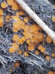 Attēlu rezultāti vaicājumam “Cheilymenia stercorea”