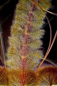 Attēlu rezultāti vaicājumam “Batrachospermum moniliforme”