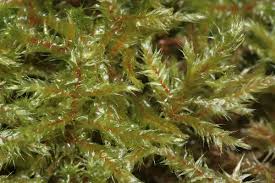 Attēlu rezultāti vaicājumam “Rhytidiadelphus subpinnatus sporophyte”