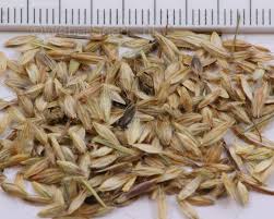 Attēlu rezultāti vaicājumam “Alopecurus pratensis fruit”