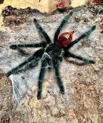 Attēlu rezultāti vaicājumam “Trachyspora intrusa”