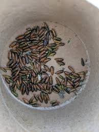 Attēlu rezultāti vaicājumam “Agonopterix alstromeriana”