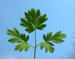 Attēlu rezultāti vaicājumam “Corydalis cava”
