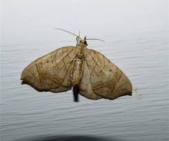 Attēlu rezultāti vaicājumam “Eulithis sp.”