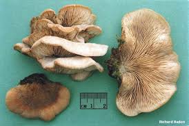 Attēlu rezultāti vaicājumam “Lentinellus ursinus”