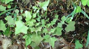 Attēlu rezultāti vaicājumam “Mycelis muralis”