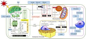 Attēlu rezultāti vaicājumam “Gloeocapsa rupestris”