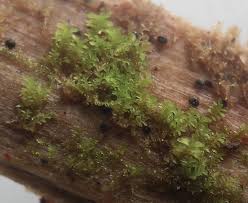 Attēlu rezultāti vaicājumam “Scapania apiculata”