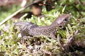 Attēlu rezultāti vaicājumam “Lacerta agilis”