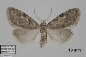 Attēlu rezultāti vaicājumam “Nola confusalis”