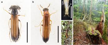 Attēlu rezultāti vaicājumam “Hylecoetus dermestoides male”