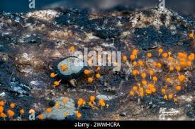 Attēlu rezultāti vaicājumam “Diderma effusum”