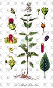 Attēlu rezultāti vaicājumam “Scrophularia nodosa fruit”