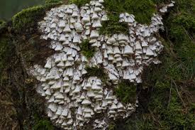 Attēlu rezultāti vaicājumam “Antrodia xantha”