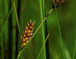 Attēlu rezultāti vaicājumam “Carex lasiocarpa male flower”