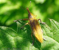 Attēlu rezultāti vaicājumam “Lixus iridis”