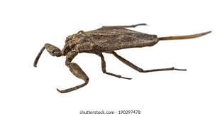 Attēlu rezultāti vaicājumam “Nepa cinerea nymph”