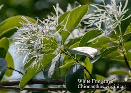Attēlu rezultāti vaicājumam “Chionanthus virginicus flower”